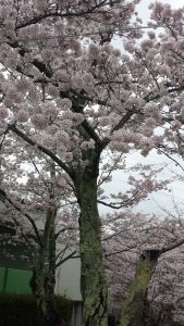桜の写真1