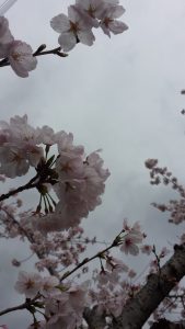 桜の写真3